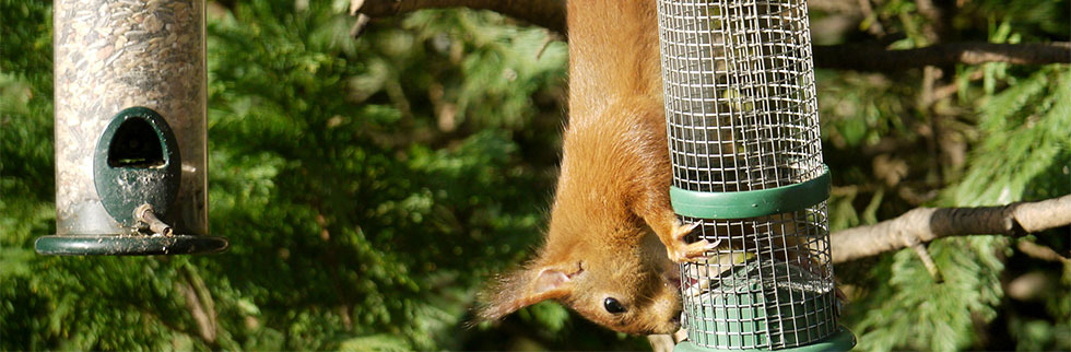 Eichhörnchen auf Futtersuche